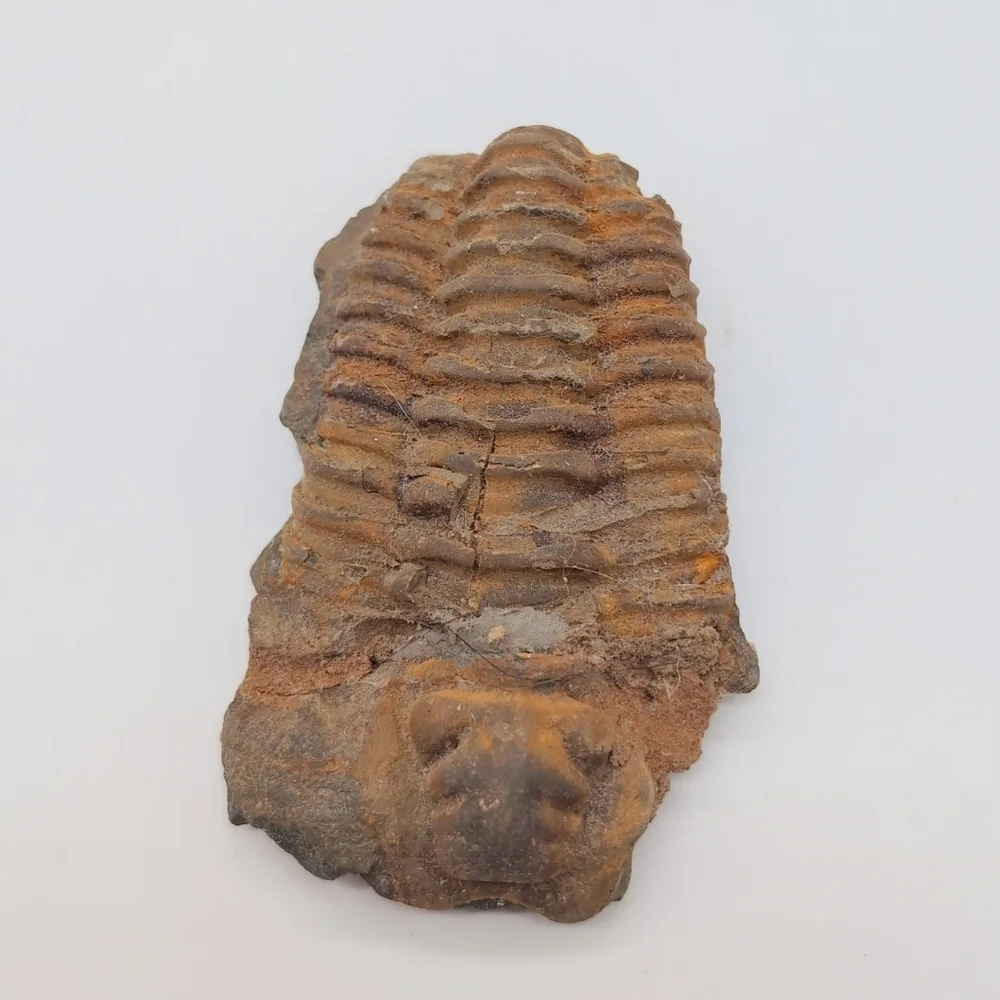 Real Trilobite Fossil 300 Million Years Old Oklahoma Devonian - Picture 2 of 7